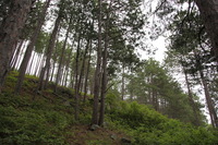 Canon EOS 5D Mark II, 2013:08:05 16:25:35 -- 1/80 sec, f/4.0.  No Flash, Compulsory.5616x3744 Off.