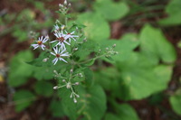 Canon EOS 5D Mark II, 2013:08:05 16:26:34 -- 1/80 sec, f/4.5.  No Flash, Compulsory.5616x3744 Off.