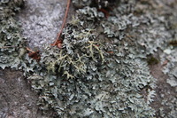 Canon EOS 5D Mark II, 2013:08:05 16:30:03 -- 1/60 sec, f/4.5.  No Flash, Compulsory.5616x3744 Off.