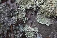 Canon EOS 5D Mark II, 2013:08:05 16:30:21 -- 1/60 sec, f/4.5.  No Flash, Compulsory.5616x3744 Off.