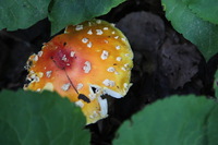 Canon EOS 5D Mark II, 2013:08:05 16:50:57 -- 1/60 sec, f/4.0.  No Flash, Compulsory.5616x3744 Off.