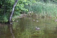 Canon EOS 5D Mark II, 2013:08:05 18:20:20 -- 1/60 sec, f/4.5.  No Flash, Compulsory.5616x3744 Off.