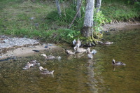 Canon EOS 5D Mark II, 2013:08:05 18:21:20 -- 1/60 sec, f/4.5.  No Flash, Compulsory.5616x3744 Off.