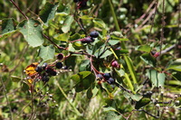 Canon EOS 5D Mark II, 2013:08:09 11:24:22 -- 1/60 sec, f/11.0.  No Flash, Compulsory.5616x3744 Off.