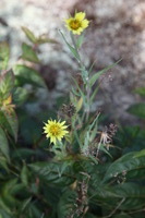Canon EOS 5D Mark II, 2013:08:09 11:33:15 -- 1/60 sec, f/8.0.  No Flash, Compulsory.5616x3744 Off.