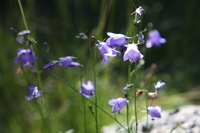 Canon EOS 5D Mark II, 2013:08:09 15:19:31 -- 1/100 sec, f/6.3.  No Flash, Compulsory.5616x3744 Off.