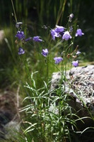 Canon EOS 5D Mark II, 2013:08:09 15:19:37 -- 1/100 sec, f/6.3.  No Flash, Compulsory.5616x3744 Off.