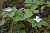 Canon EOS 5D Mark II, 2013:08:09 18:39:37 -- 1/60 sec, f/4.0.  No Flash, Compulsory.5616x3744 Off.