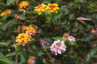 Canon EOS 5D Mark II, 2013:12:30 16:30:10 -- 1/60 sec, f/13.0.  No Flash, Compulsory.5616x3744 Off.