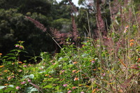 Canon EOS 5D Mark II, 2013:12:30 16:30:25 -- 1/60 sec, f/13.0.  No Flash, Compulsory.5616x3744 Off.