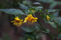 Canon EOS 5D Mark II, 2013:12:30 16:33:22 -- 1/60 sec, f/4.5.  No Flash, Compulsory.5616x3744 Off.