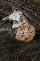 Canon EOS 5D Mark II, 2013:12:30 16:55:41 -- 1/60 sec, f/11.0.  No Flash, Compulsory.5616x3744 Off.