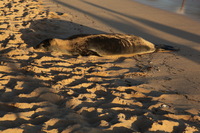 Canon EOS 5D Mark II, 2014:01:03 17:42:08 -- 1/30 sec, f/16.0.  No Flash, Compulsory.5616x3744 Off.