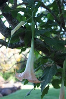 Canon EOS 5D Mark II, 2014:01:04 09:39:23 -- 1/60 sec, f/4.0.  No Flash, Compulsory.5616x3744 Off.