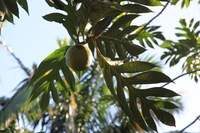 Canon EOS 5D Mark II, 2014:01:04 09:44:10 -- 1/60 sec, f/7.1.  No Flash, Compulsory.5616x3744 Off.