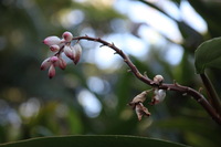 Canon EOS 5D Mark II, 2014:01:04 09:53:31 -- 1/60 sec, f/4.5.  No Flash, Compulsory.5616x3744 Off.