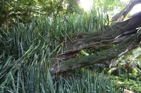 Canon EOS 5D Mark II, 2014:01:04 10:12:28 -- 1/60 sec, f/4.0.  No Flash, Compulsory.5616x3744 Off.