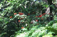 Canon EOS 5D Mark II, 2014:01:04 10:21:43 -- 1/40 sec, f/5.0.  No Flash, Compulsory.5616x3744 Off.