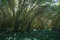 Canon EOS 5D Mark II, 2014:01:04 10:25:33 -- 1/40 sec, f/4.0.  No Flash, Compulsory.5616x3744 Off.