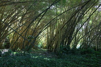 Canon EOS 5D Mark II, 2014:01:04 10:25:49 -- 1/40 sec, f/4.5.  No Flash, Compulsory.5616x3744 Off.