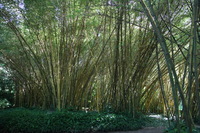 Canon EOS 5D Mark II, 2014:01:04 10:28:19 -- 1/40 sec, f/4.5.  No Flash, Compulsory.5616x3744 Off.