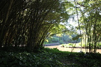 Canon EOS 5D Mark II, 2014:01:04 10:28:24 -- 1/40 sec, f/4.0.  No Flash, Compulsory.5616x3744 Off.