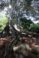 Canon EOS 5D Mark II, 2014:01:04 10:41:53 -- 1/60 sec, f/4.0.  No Flash, Compulsory.5616x3744 Off.