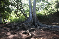 Canon EOS 5D Mark II, 2014:01:04 10:46:33 -- 1/60 sec, f/4.0.  No Flash, Compulsory.5616x3744 Off.