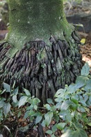 Canon EOS 5D Mark II, 2014:01:04 10:59:52 -- 1/60 sec, f/4.0.  No Flash, Compulsory.5616x3744 Off.