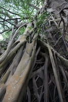 Canon EOS 5D Mark II, 2014:01:05 16:39:32 -- 1/25 sec, f/4.0.  No Flash, Compulsory.5616x3744 Off.