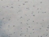 Galaxy Nexus, 2014:01:06 10:33:24 -- 1267/1000000 sec, f/2.8.  No Flash, Compulsory.2592x1944 0.