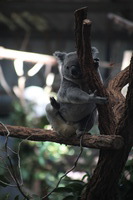 Canon EOS 5D Mark II, 2014:07:09 11:36:47 -- 1/60 sec, f/5.6.  No Flash, Compulsory.5616x3744 Off.