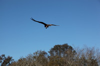 Canon EOS 5D Mark II, 2014:07:09 12:42:06 -- 1/500 sec, f/8.0.  No Flash, Compulsory.5616x3744 Off.