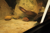 Canon EOS 5D Mark II, 2014:07:09 14:35:40 -- 1/6 sec, f/4.0.  No Flash, Compulsory.5616x3744 Off.