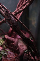 Canon EOS 5D Mark II, 2014:07:09 15:50:44 -- 1/50 sec, f/4.0.  No Flash, Compulsory.5616x3744 Off.
