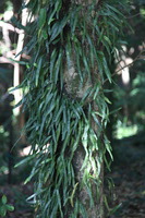Canon EOS 5D Mark II, 2014:07:10 10:32:06 -- 1/60 sec, f/4.0.  No Flash, Compulsory.5616x3744 Off.