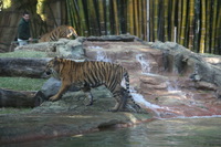Canon EOS 5D Mark II, 2014:07:11 14:37:52 -- 1/80 sec, f/4.5.  No Flash, Compulsory.5616x3744 Off.