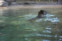 Canon EOS 5D Mark II, 2014:07:11 14:52:51 -- 1/80 sec, f/4.5.  No Flash, Compulsory.5616x3744 Off.