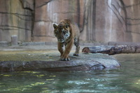 Canon EOS 5D Mark II, 2014:07:11 14:53:28 -- 1/80 sec, f/4.0.  No Flash, Compulsory.5616x3744 Off.