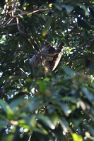 Canon EOS 5D Mark II, 2014:07:11 15:37:55 -- 1/60 sec, f/4.0.  No Flash, Compulsory.5616x3744 Off.