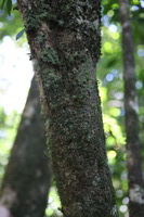 Canon EOS 5D Mark II, 2014:07:18 11:07:27 -- 1/50 sec, f/4.0.  No Flash, Compulsory.5616x3744 Off.