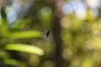 Canon EOS 5D Mark II, 2014:07:18 11:23:48 -- 1/50 sec, f/4.0.  No Flash, Compulsory.5616x3744 Off.