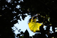 Canon EOS 5D Mark II, 2014:07:18 11:45:51 -- 1/50 sec, f/8.0.  No Flash, Compulsory.5616x3744 Off.