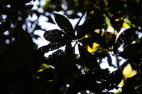 Canon EOS 5D Mark II, 2014:07:18 11:46:10 -- 1/50 sec, f/5.0.  No Flash, Compulsory.5616x3744 Off.