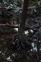 Canon EOS 5D Mark II, 2014:07:18 17:02:00 -- 1/40 sec, f/4.0.  No Flash, Compulsory.5616x3744 Off.