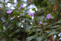 Canon EOS 5D Mark II, 2014:07:18 17:10:13 -- 1/40 sec, f/4.0.  No Flash, Compulsory.5616x3744 Off.