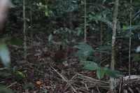 Canon EOS 5D Mark II, 2014:07:18 17:20:46 -- 1/40 sec, f/4.0.  No Flash, Compulsory.5616x3744 Off.