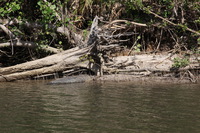 Canon EOS 5D Mark II, 2014:07:19 14:16:31 -- 1/100 sec, f/11.0.  No Flash, Compulsory.5616x3744 Off.