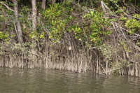 Canon EOS 5D Mark II, 2014:07:19 14:26:27 -- 1/80 sec, f/10.0.  No Flash, Compulsory.5616x3744 Off.