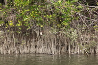 Canon EOS 5D Mark II, 2014:07:19 14:26:37 -- 1/80 sec, f/10.0.  No Flash, Compulsory.5616x3744 Off.